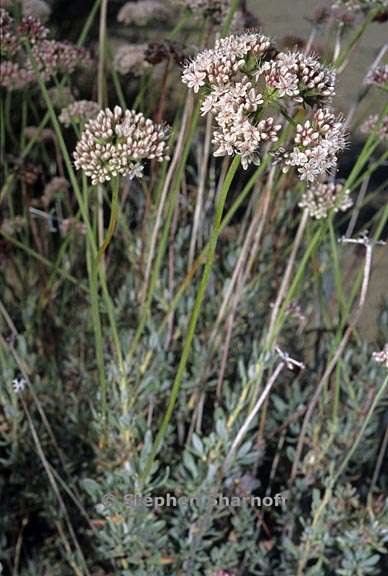 eriogonum fasciculatum 1 graphic